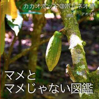 マメとマメじゃない図鑑