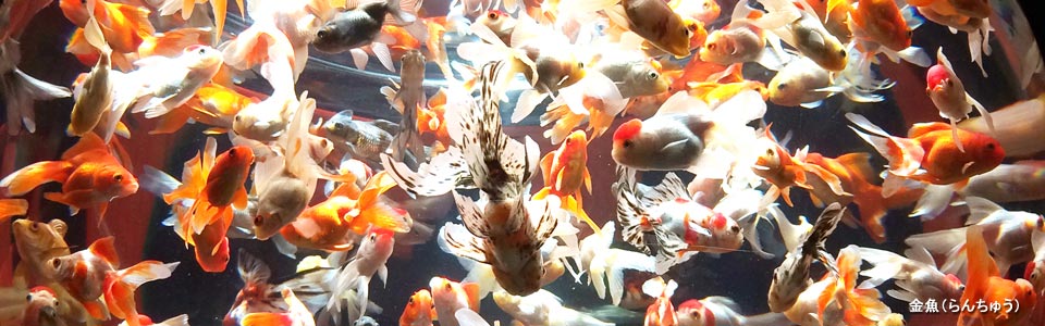 金魚(らんちゅう)