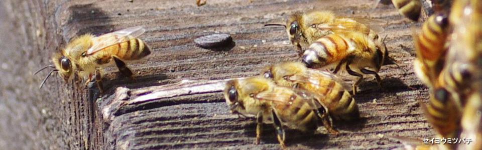 セイヨウミツバチ